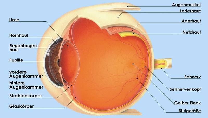 Augenerkrankungen und ihre Behandlungen